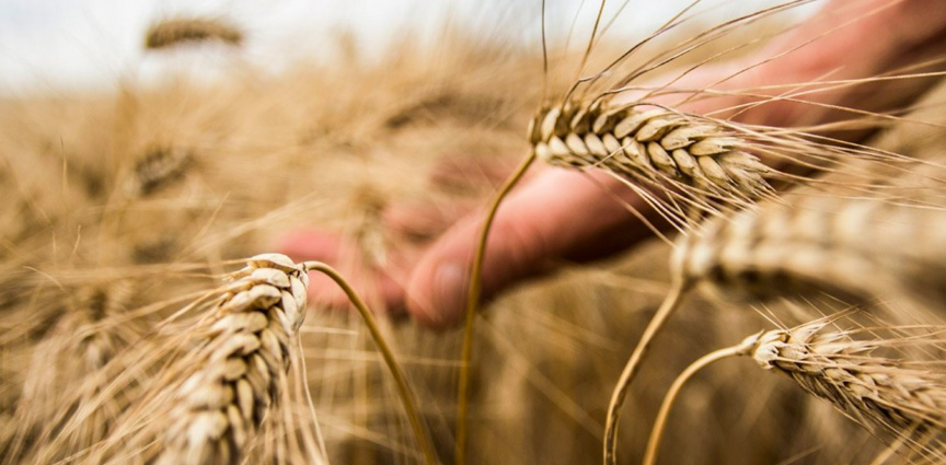 Pasta Armando Passione Italiana Beograd